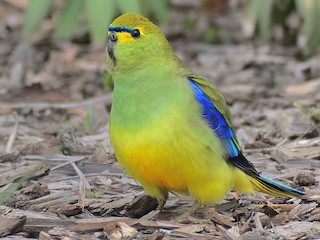 Orqadan va old tomondan porno