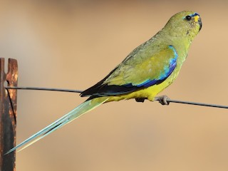 ワカナインコ - eBird
