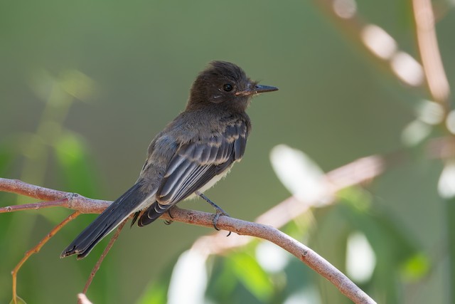 Black Phoebe