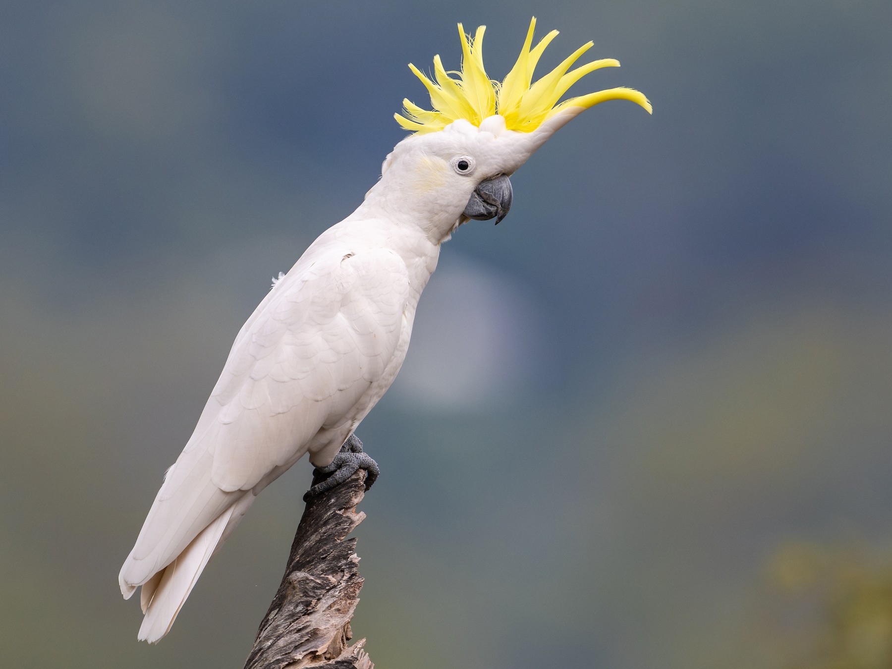 Parrot thumbnail
