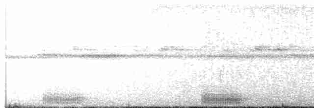  - Seychelles Scops-Owl