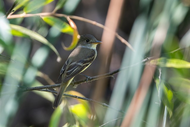 Willow Flycatcher