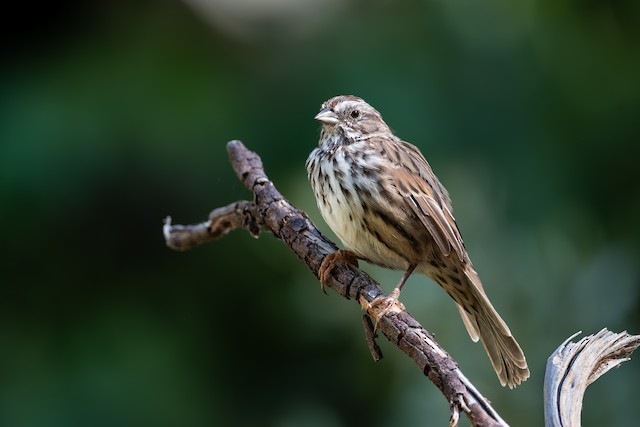 Song Sparrow