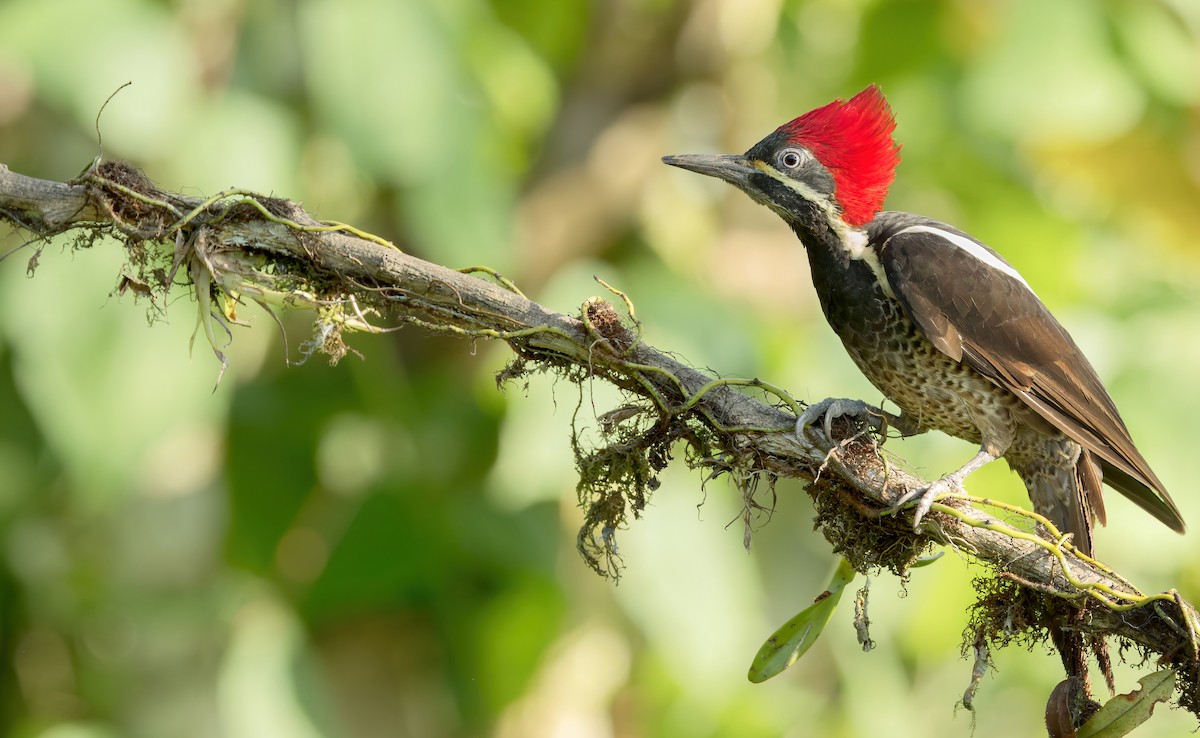 Lineated Woodpecker (Dusky-winged) - eBird