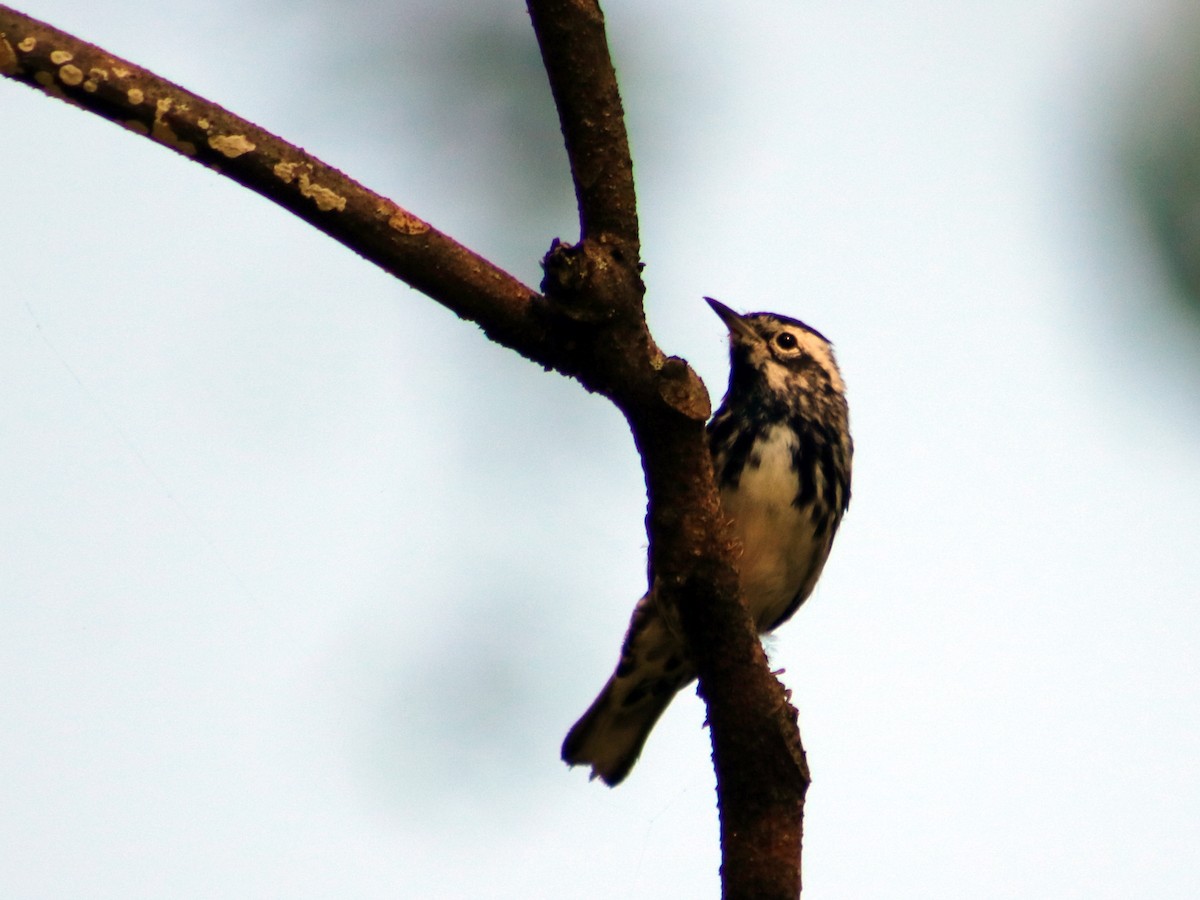 Black-and-white Warbler - Colin Sumrall