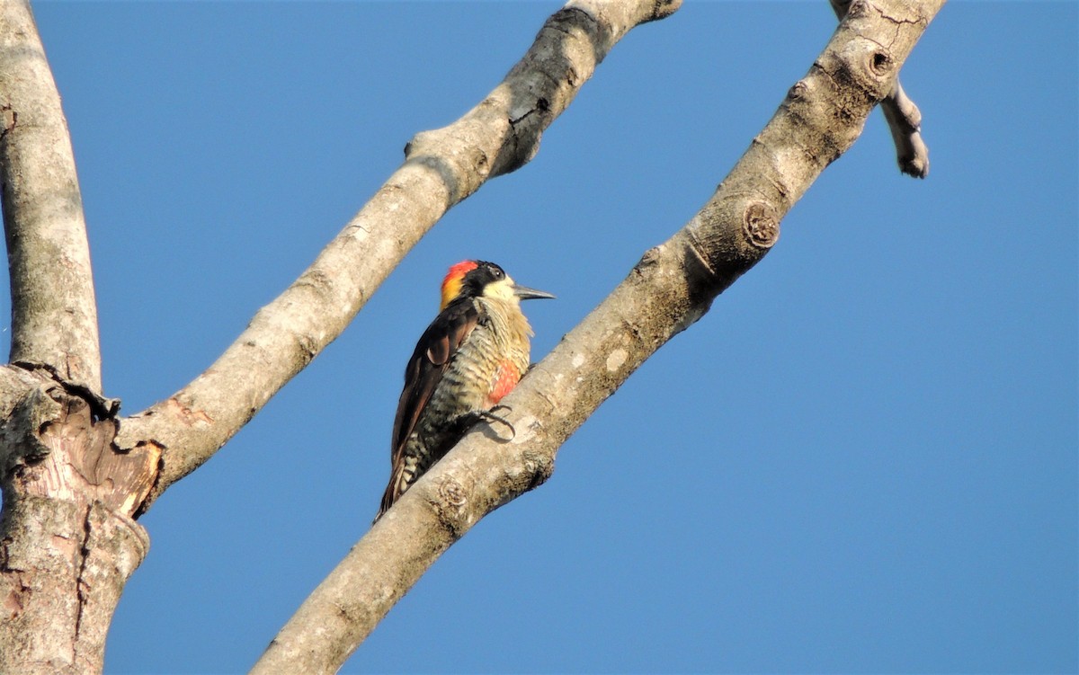 Beautiful Woodpecker - Ottavio Janni