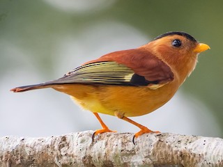  - Black-capped Piprites