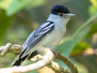 ズグロカザリドリモドキ - eBird