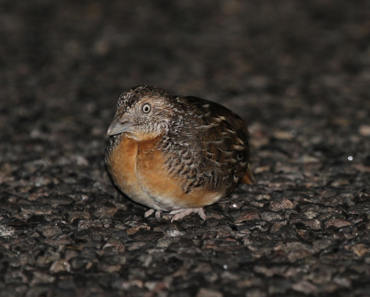 Red-chested Buttonquail - ML62261561