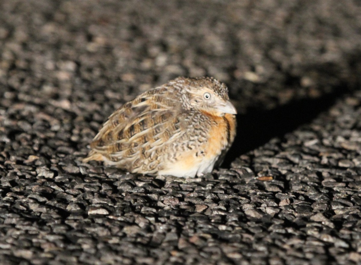 Red-chested Buttonquail - James (Jim) Holmes