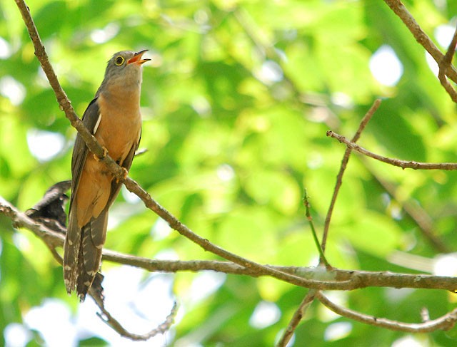 Brush Cuckoo (Sunda) - Choy Wai Mun