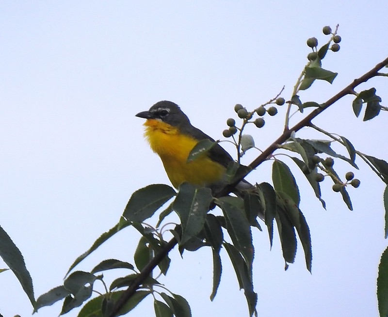Yellow-breasted Chat - ML62265031