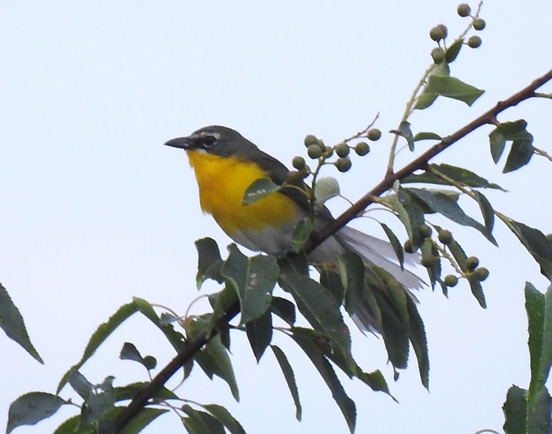 Yellow-breasted Chat - ML62265041