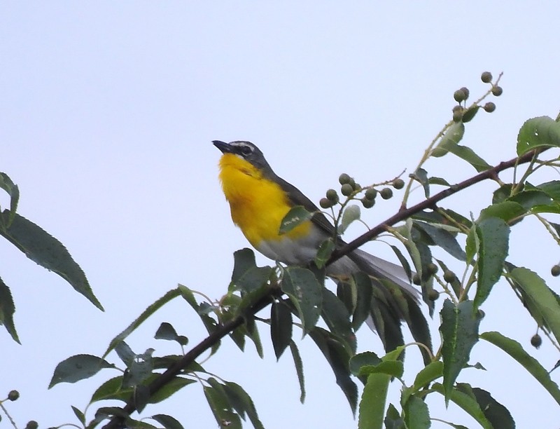 Yellow-breasted Chat - ML62265051