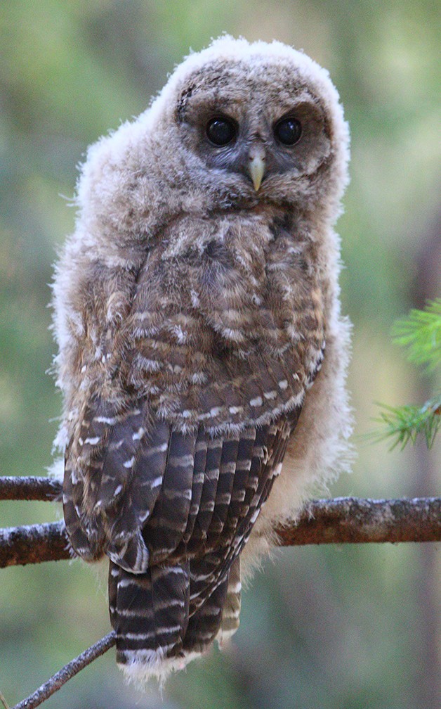 Spotted Owl - Karl Schneck