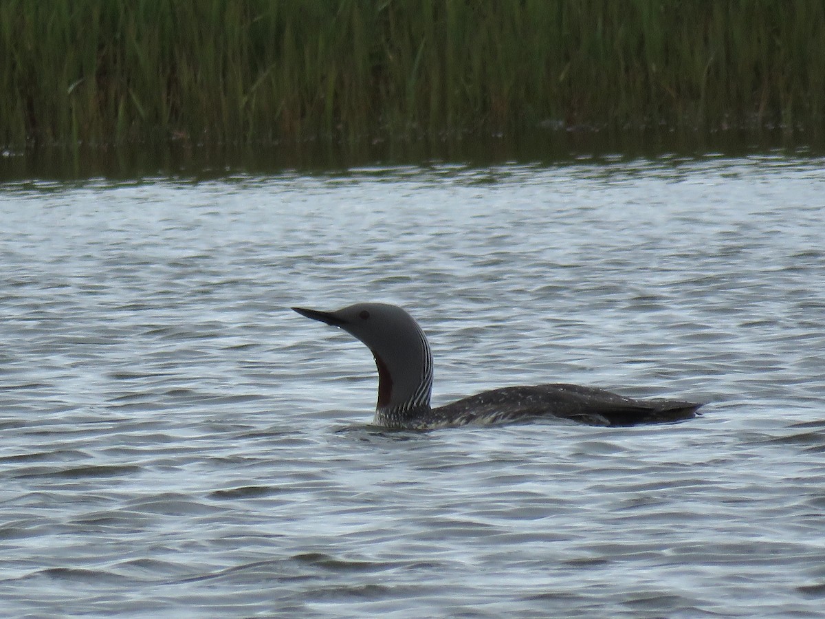 Red-throated Loon - ML62265971