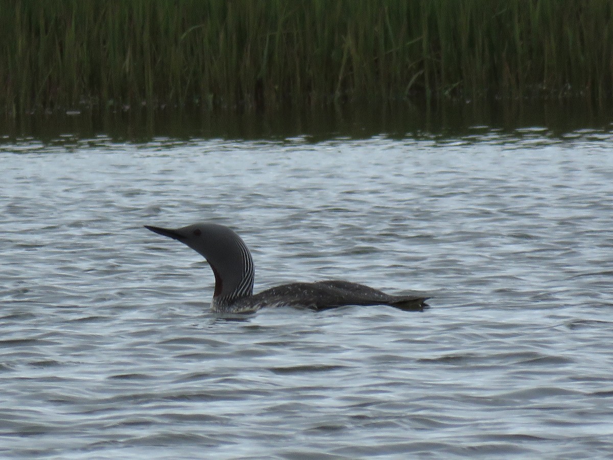 Red-throated Loon - ML62265991