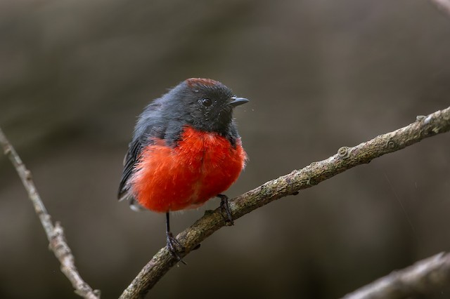 Slate-throated Redstart