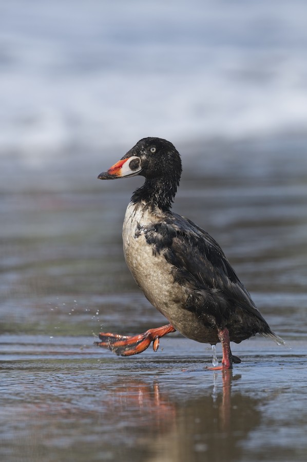 Surf Scoter