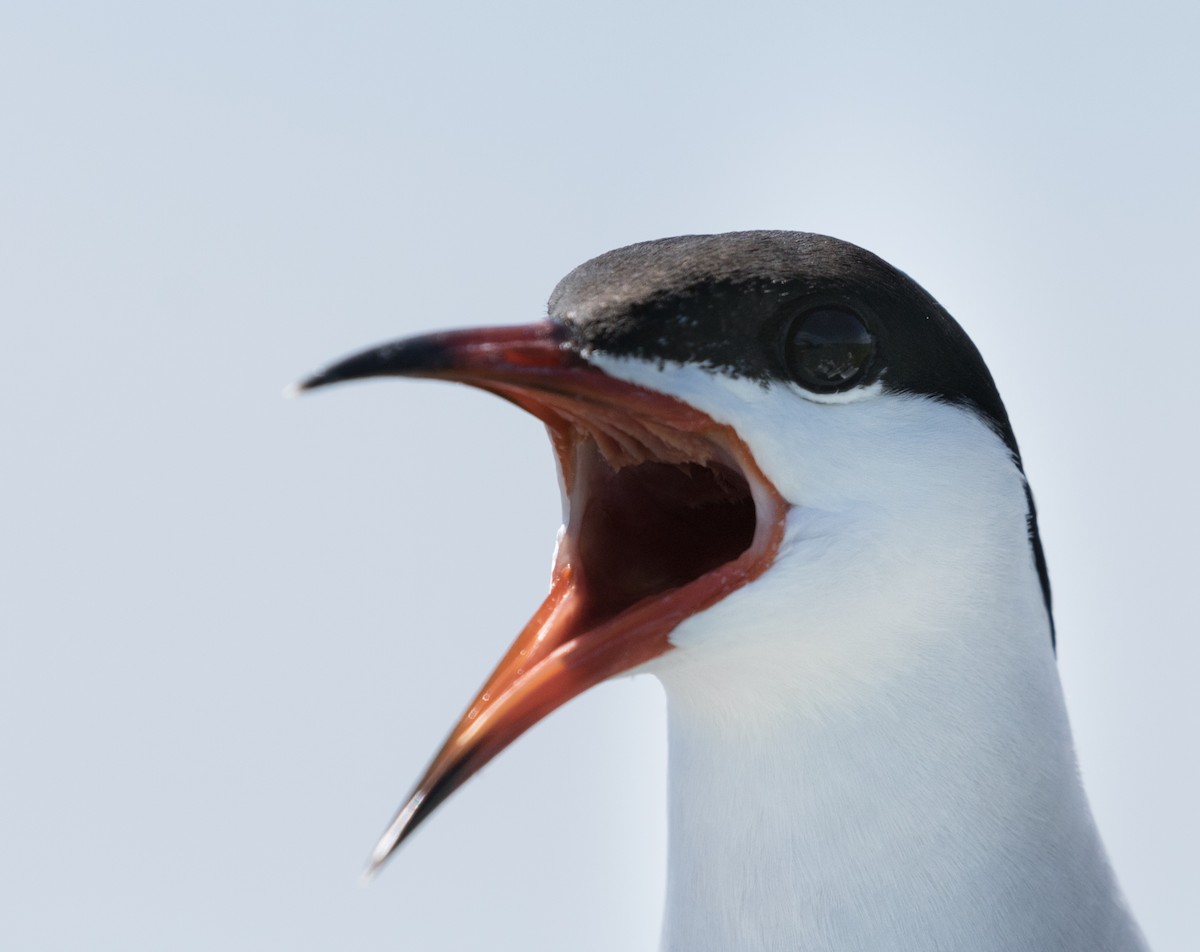 Common Tern - Oscar Wilhelmy