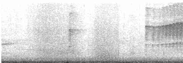  - Philippine Pygmy Woodpecker