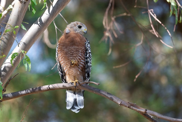 Red-shouldered Hawk