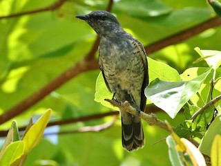 Immature male - Thibaud Aronson - ML622728453