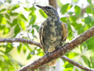 Immature male - Ged Tranter - ML622728580