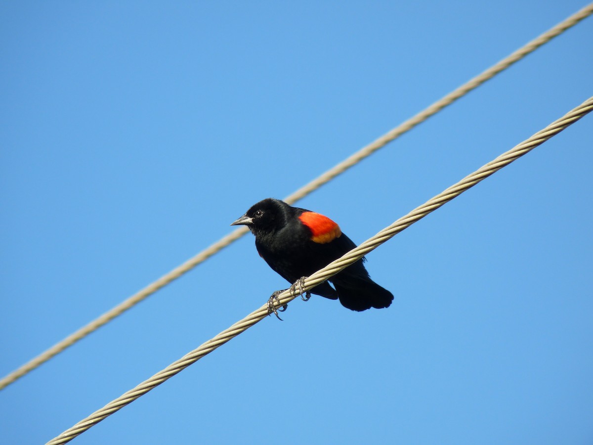 Red-winged Blackbird - ML62273211