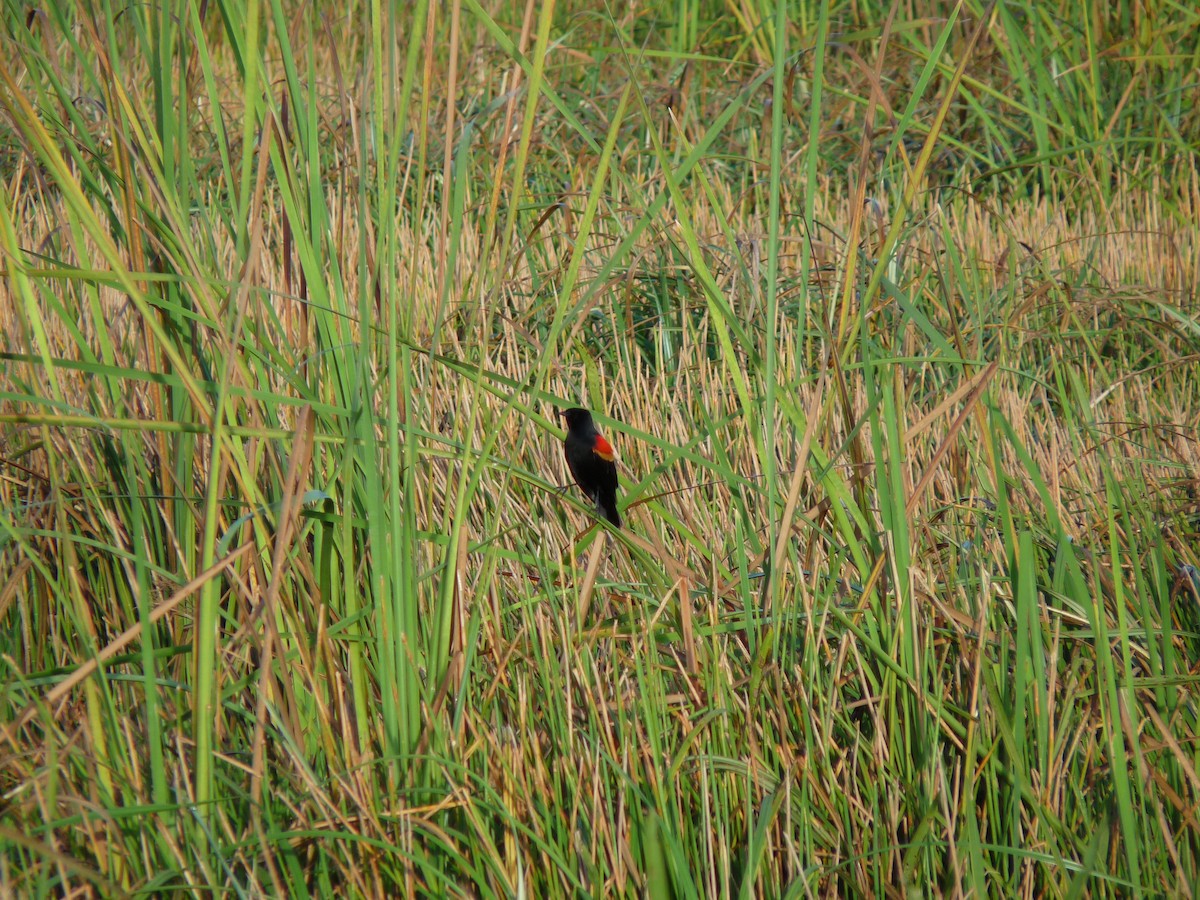 Red-winged Blackbird - ML62273291