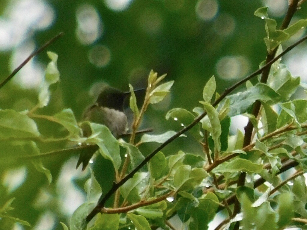 Ruby-throated Hummingbird - ML62273831