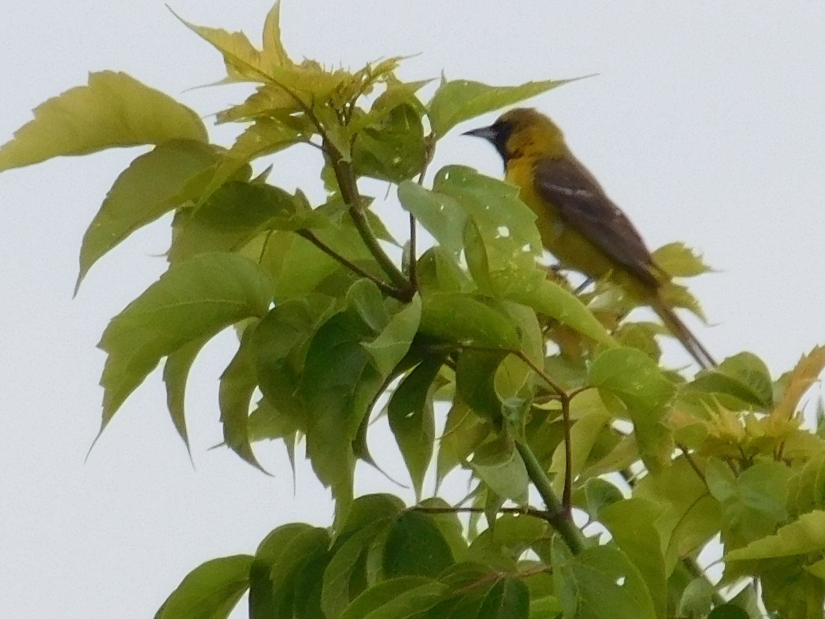 Orchard Oriole - ML62273941