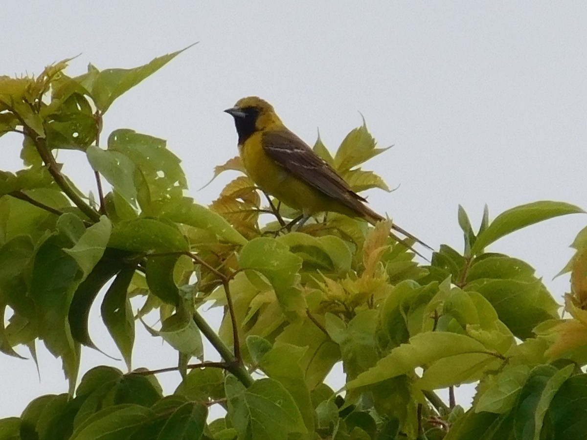 Orchard Oriole - ML62273951