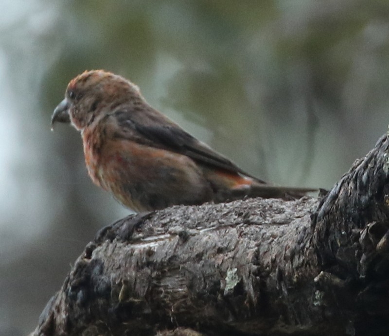 Red Crossbill - logan kahle