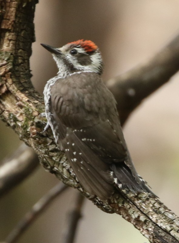 Arizona Woodpecker - logan kahle