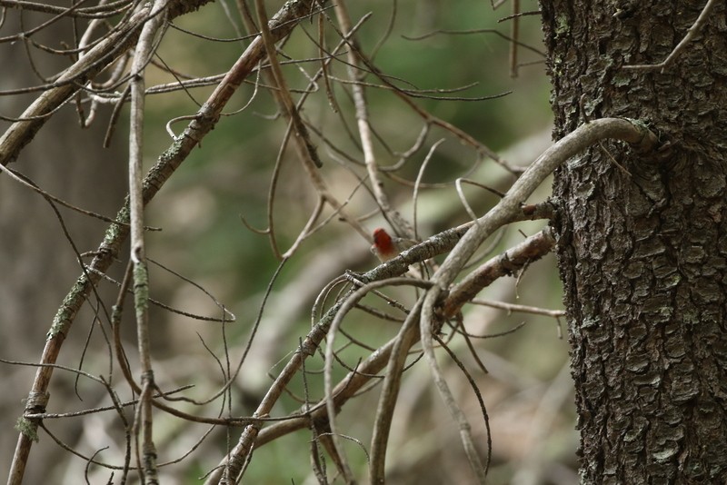 Red-faced Warbler - logan kahle