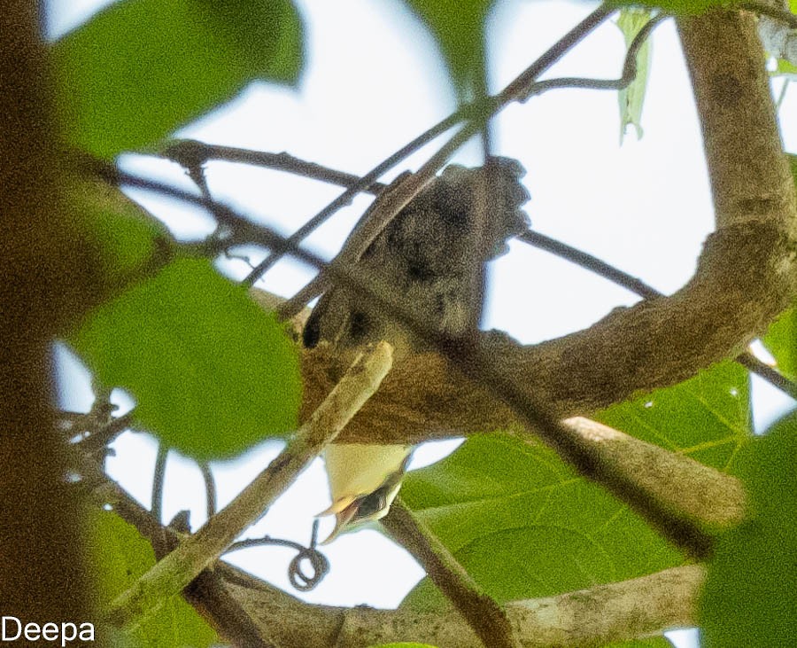 斯里兰卡 Scimitar-Babbler