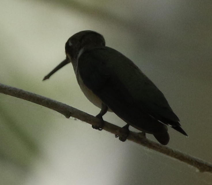 Black-chinned Hummingbird - logan kahle