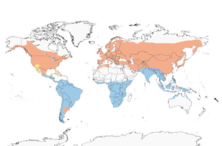 Distribution of the Barn Swallow - Range Map