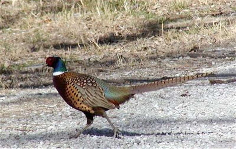 Ring-necked Pheasant - Tommie Rogers