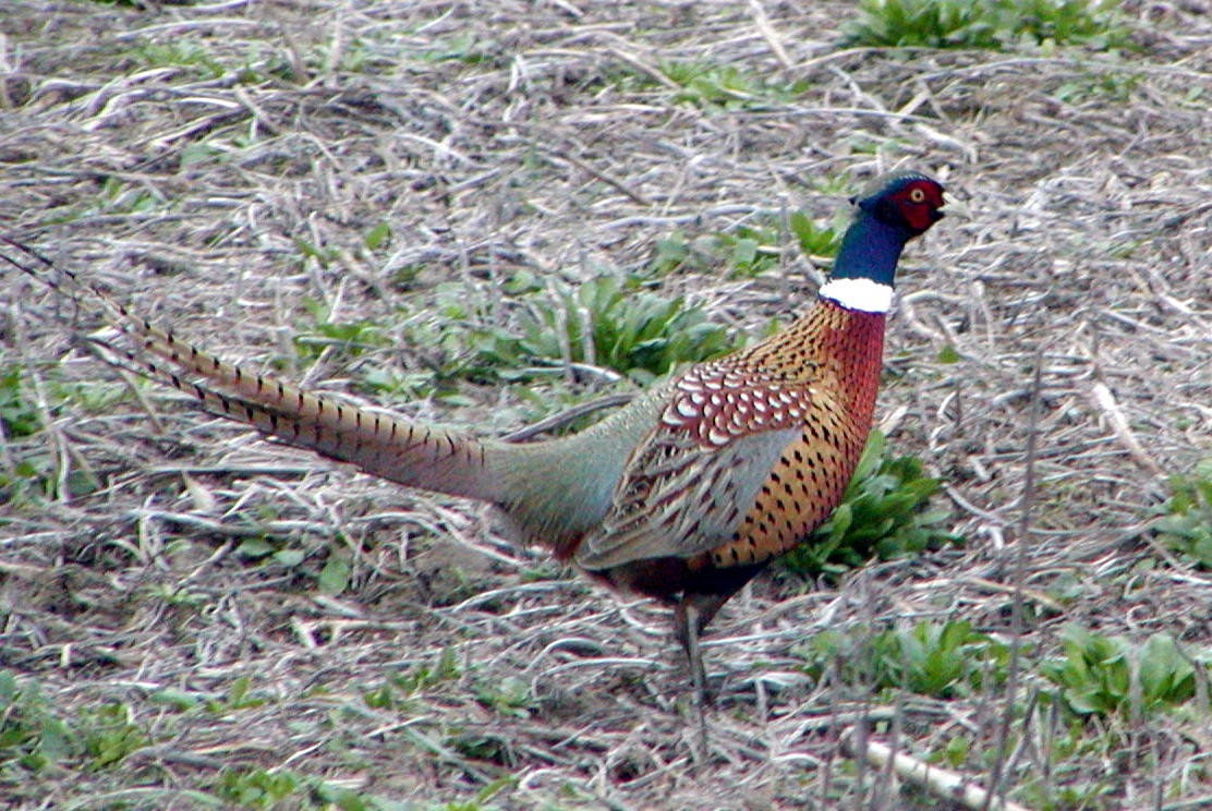 Ring-necked Pheasant - ML62281321