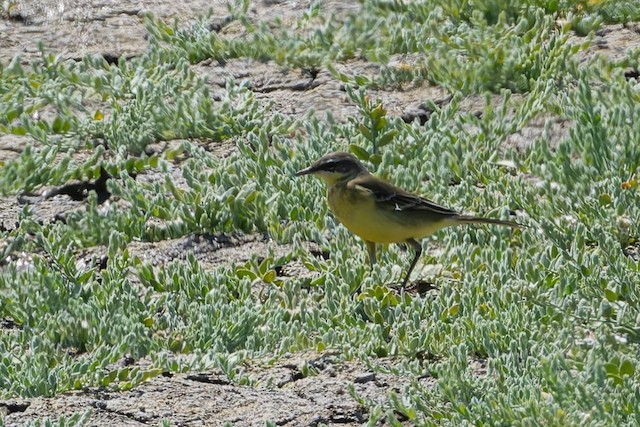 Eastern Yellow Wagtail