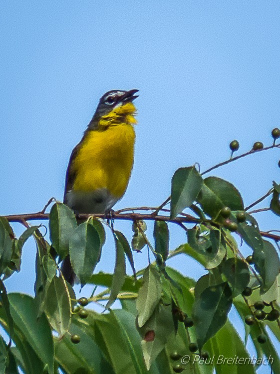 Yellow-breasted Chat - Paul Breitenbach