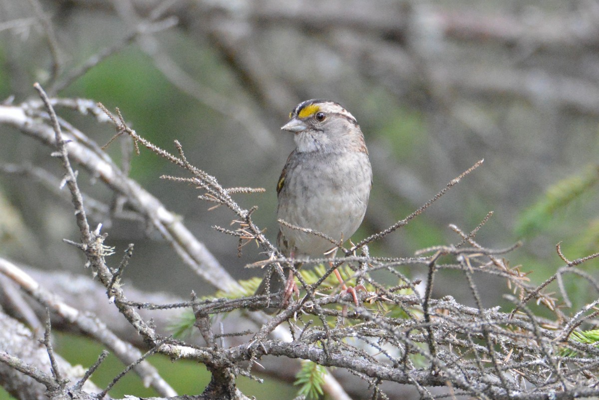 White-throated Sparrow - David Lusk