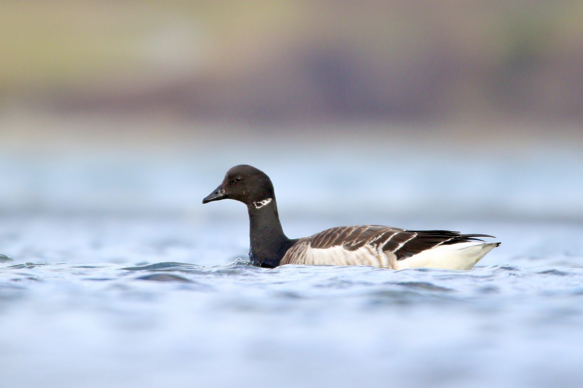 Brant (Gray-bellied) - eBird
