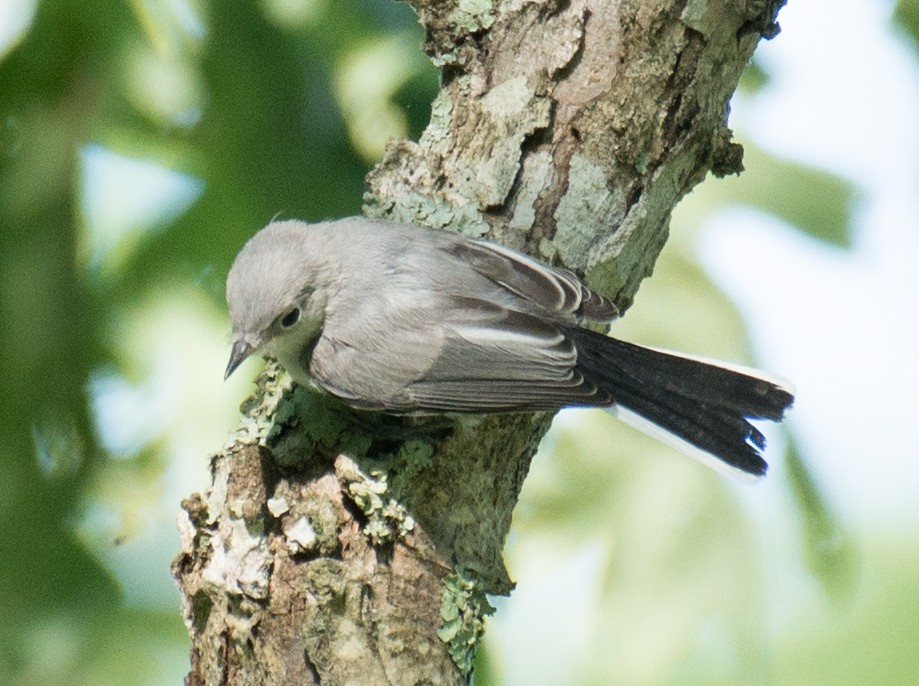 Blue-gray Gnatcatcher - Jack and Shirley Foreman