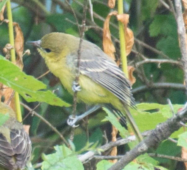Orchard Oriole - ML62285261