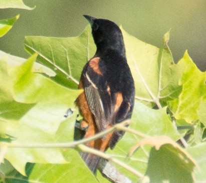 Orchard Oriole - ML62285911