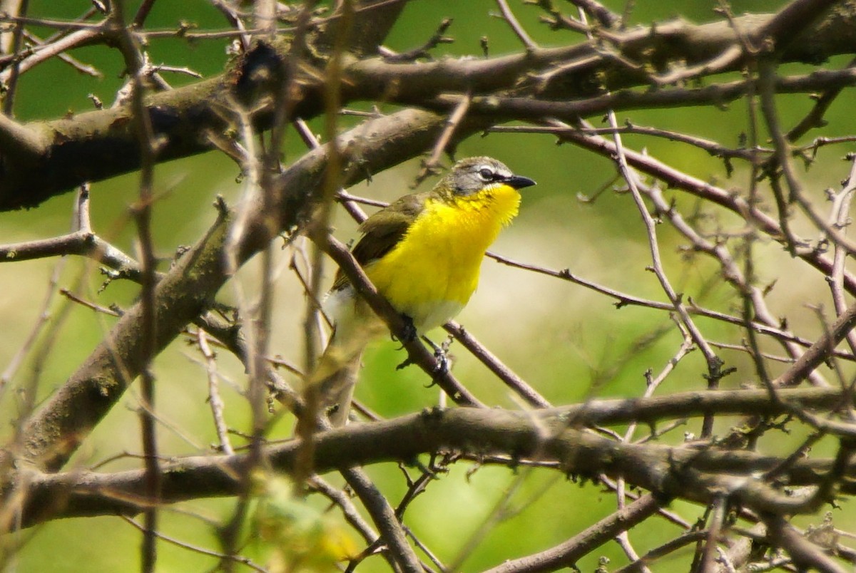 Yellow-breasted Chat - ML62286911