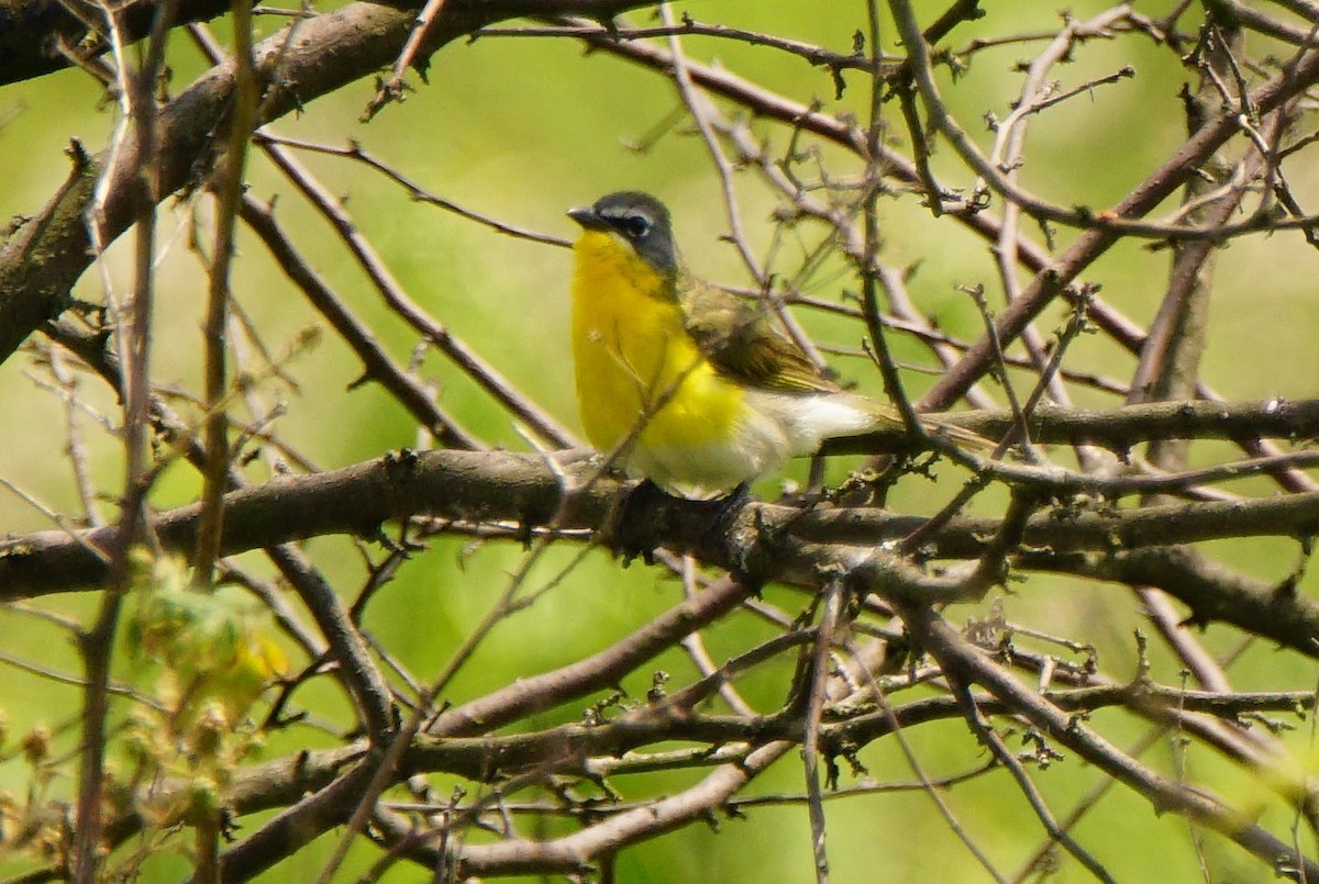 Yellow-breasted Chat - ML62286931